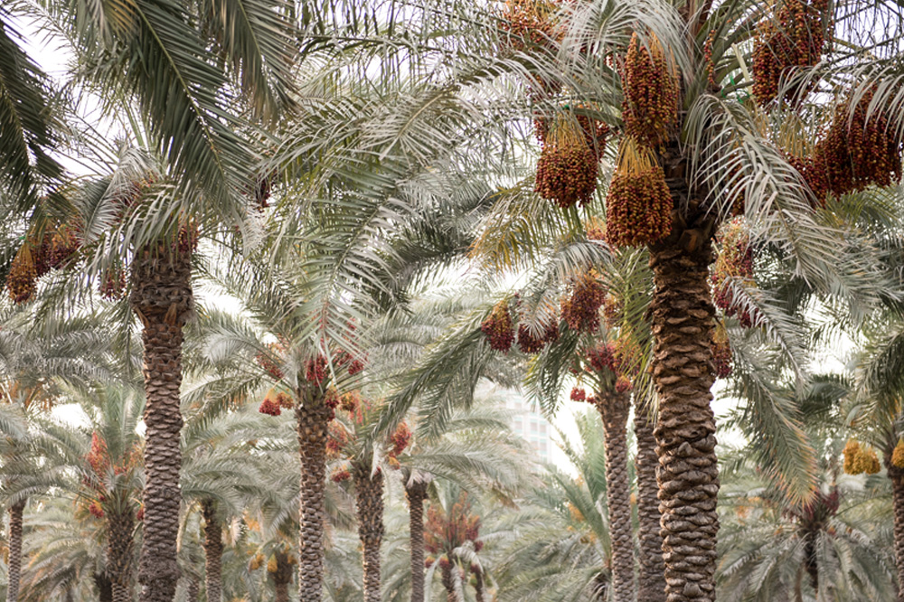 Date Palm Groves