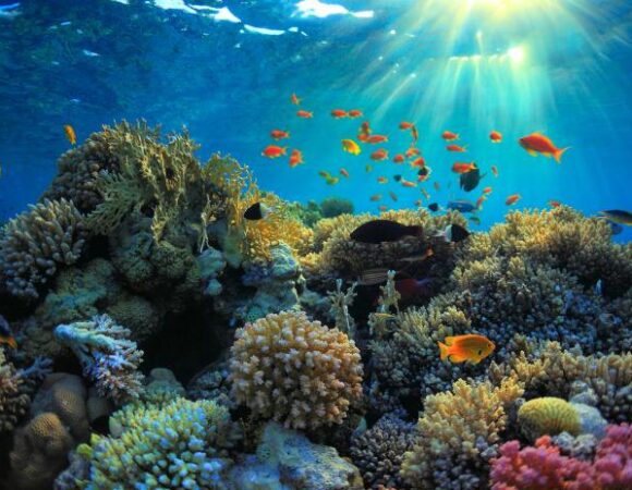 The Red Sea: A Marine Paradise
