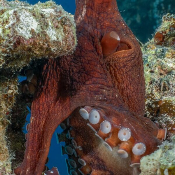diving in the Red Sea