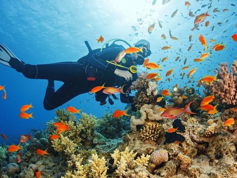 Scuba Diving in the Red Sea​