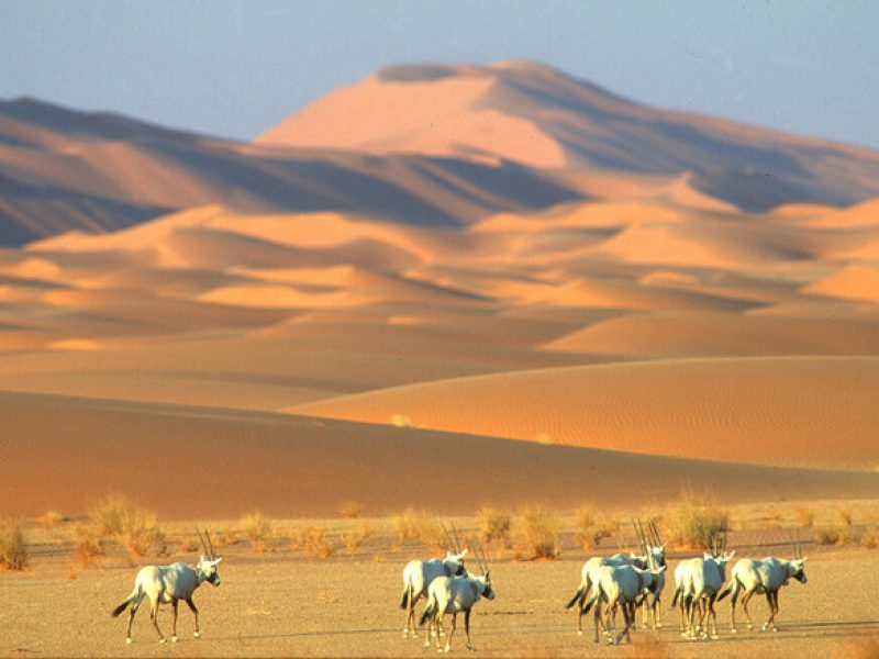 Uruq Bani Ma’arid Reserve​