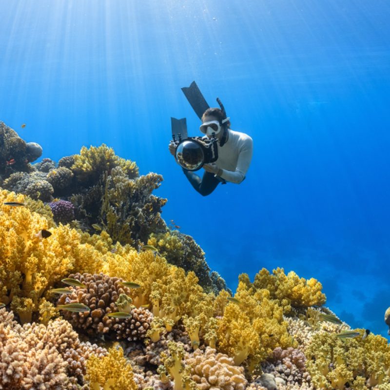 scuba diving & coral reefs - jeddah